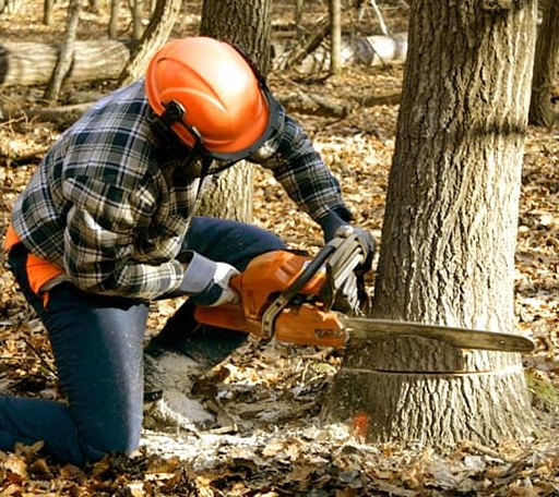 Tree Removal in Ivanhoe, NC